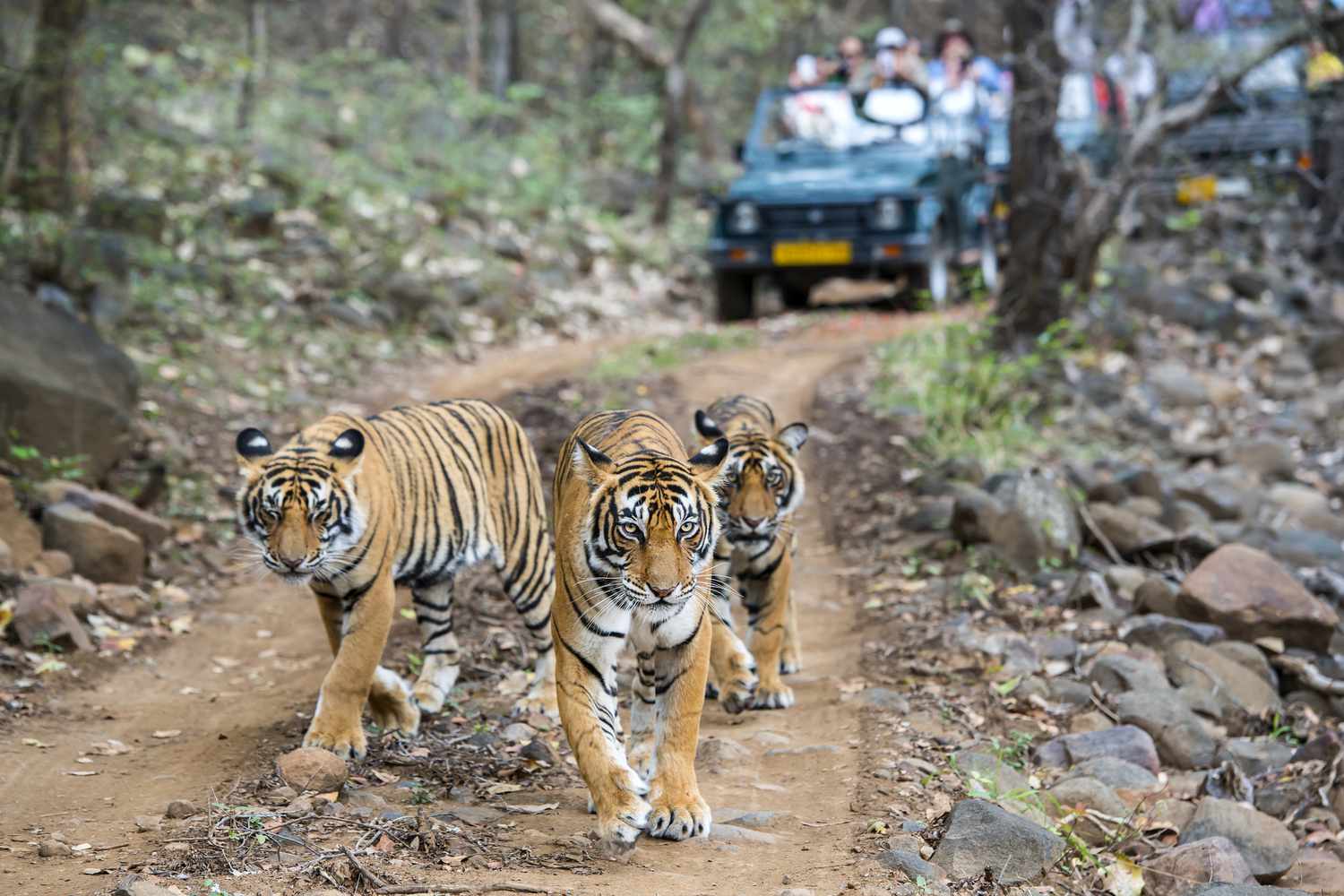 How to Reach Ranthambore